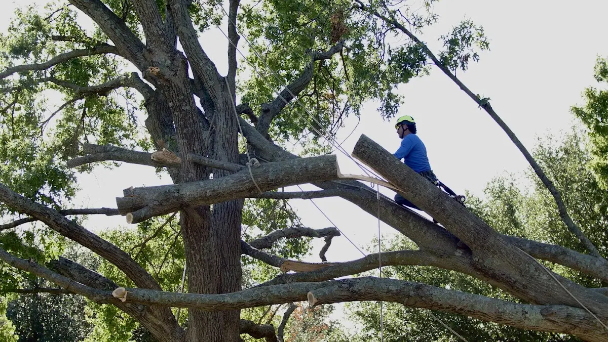 Professional Crown Thinning performed by certified arborists in Keosauqua